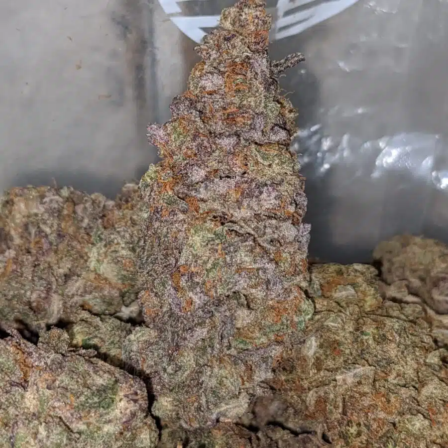 purple comet 2 I Purple Comet