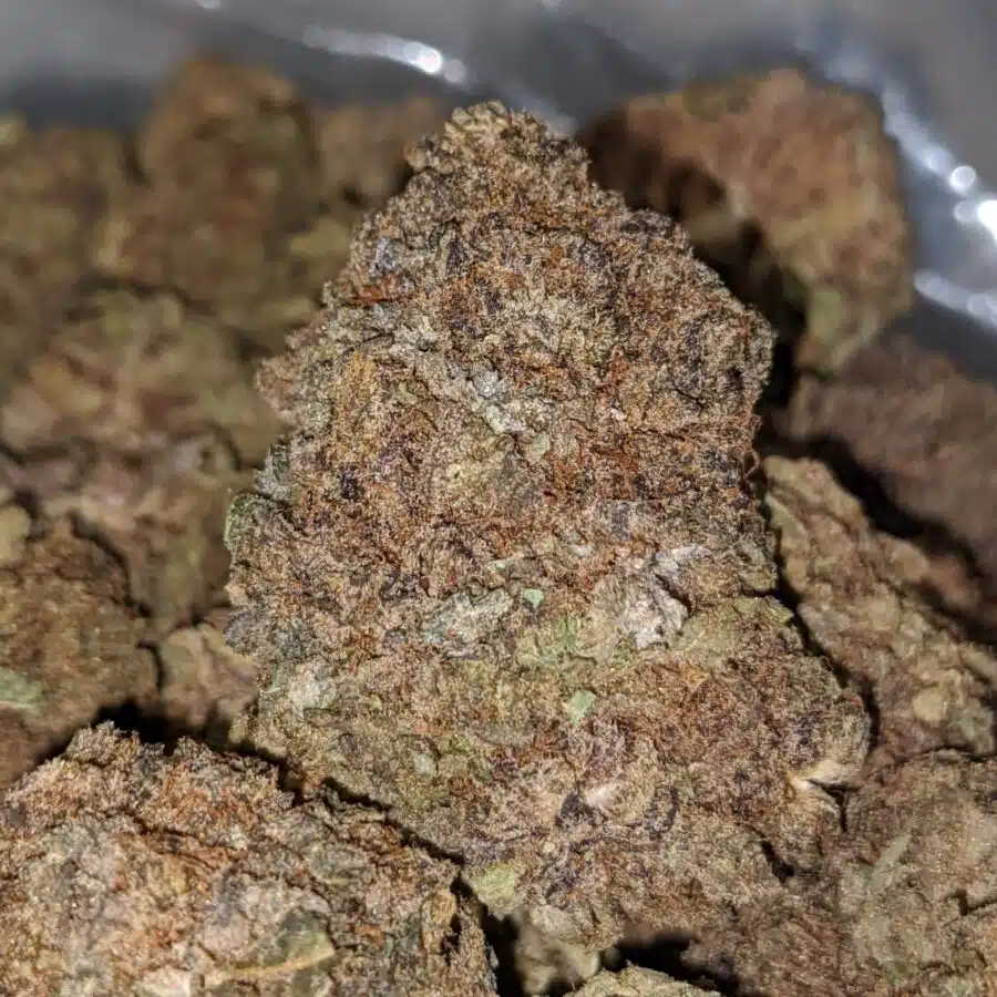 purple widow aa 1 I Purple Widow AA+