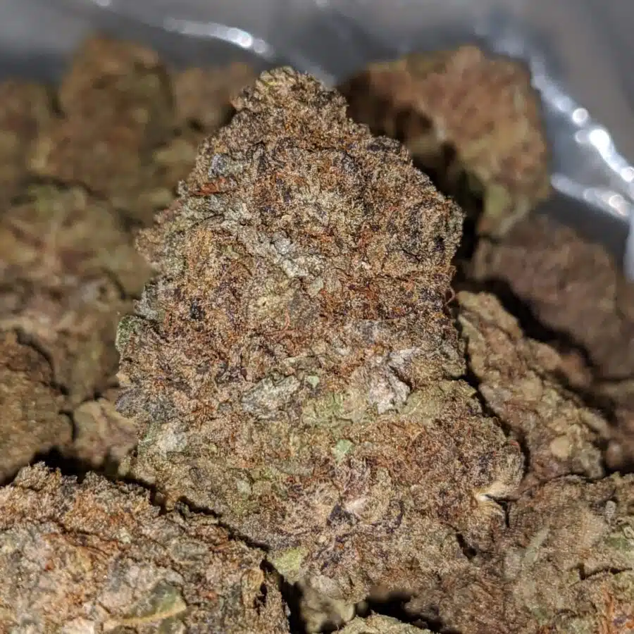 purple widow aa 2 I Purple Widow AA+