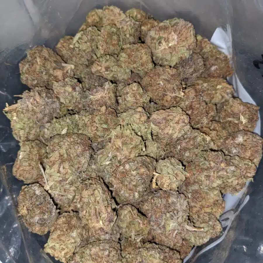 purple widow aa 3 I Purple Widow AA+
