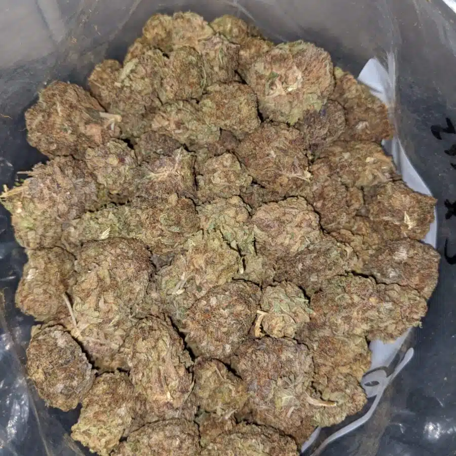 purple widow aa 4 I Purple Widow AA+