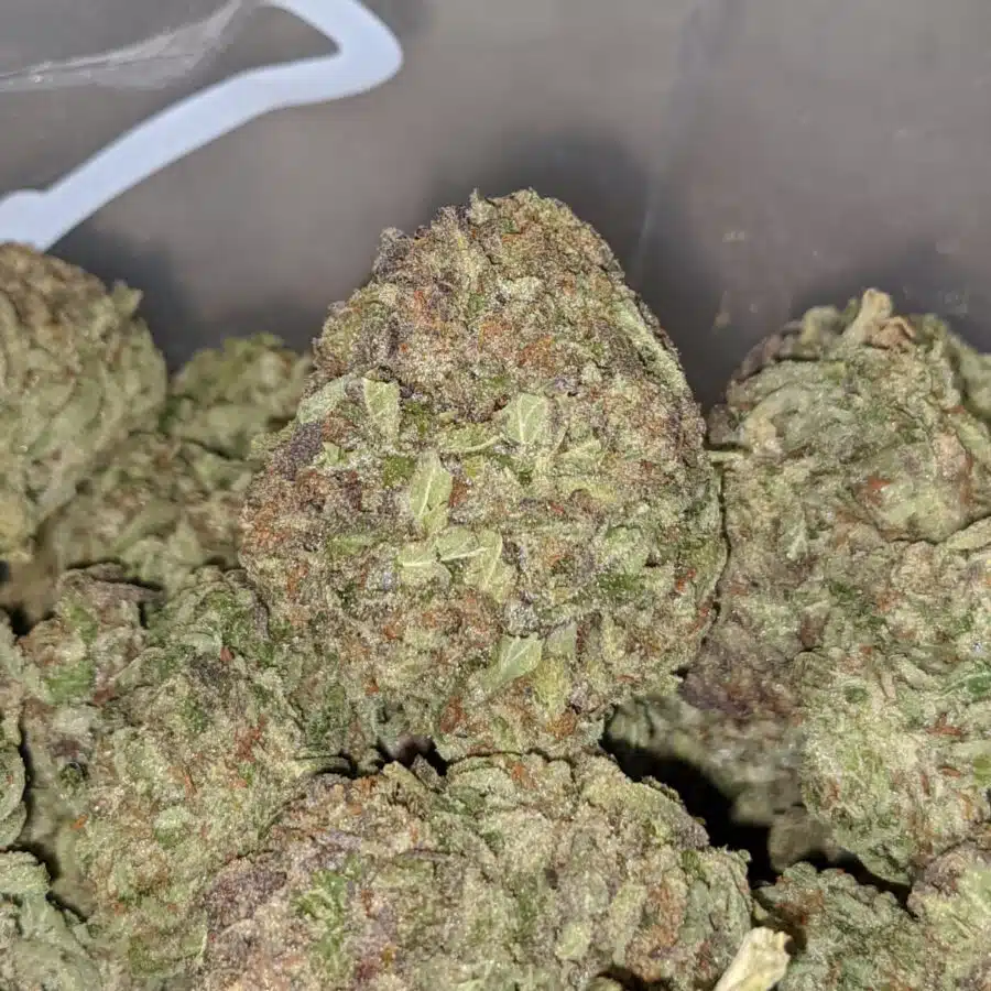 purple widow deal of the day 1 I Purple Widow - *Deal Of The Day*