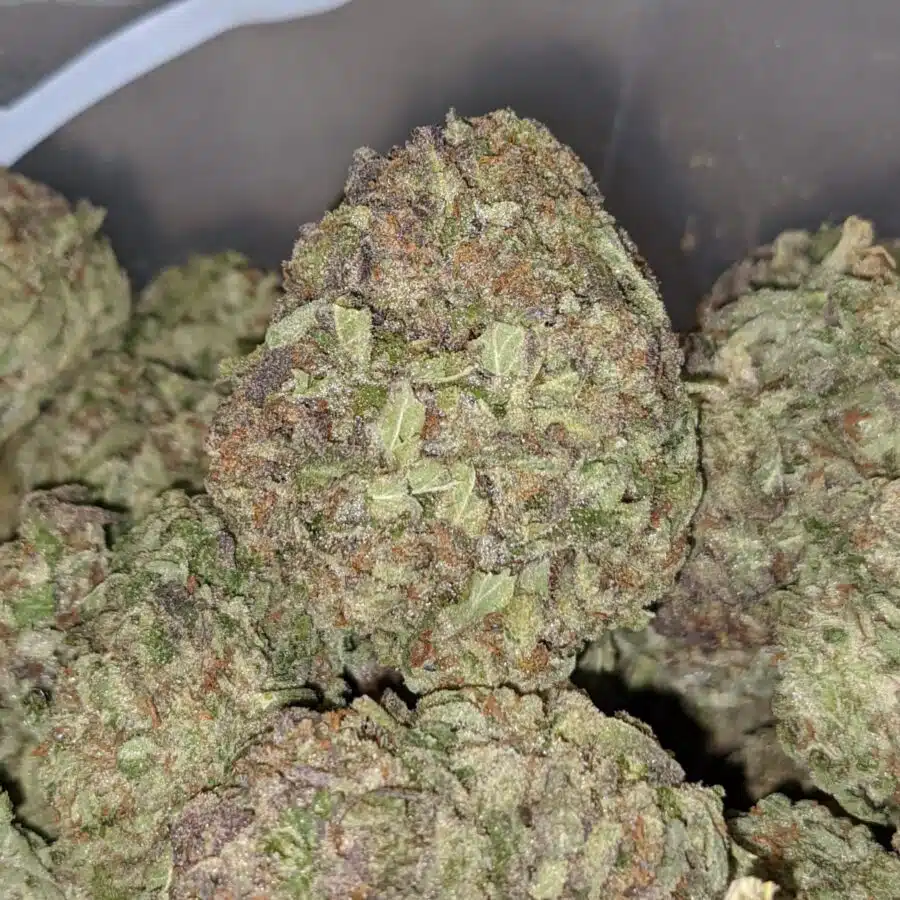 purple widow deal of the day 2 I Purple Widow - *Deal Of The Day*