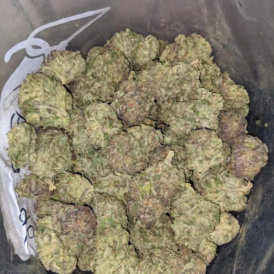 purple widow deal of the day 3 I Purple Widow - *Deal Of The Day*