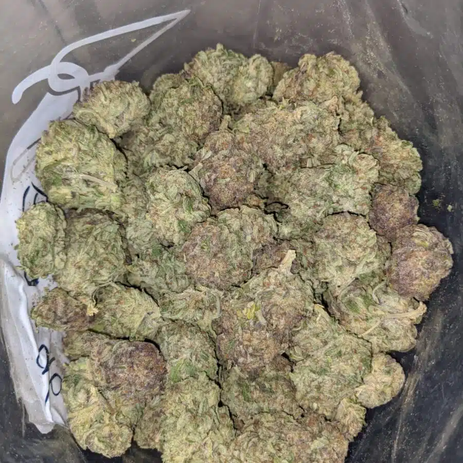 purple widow deal of the day 4 I Purple Widow - *Deal Of The Day*