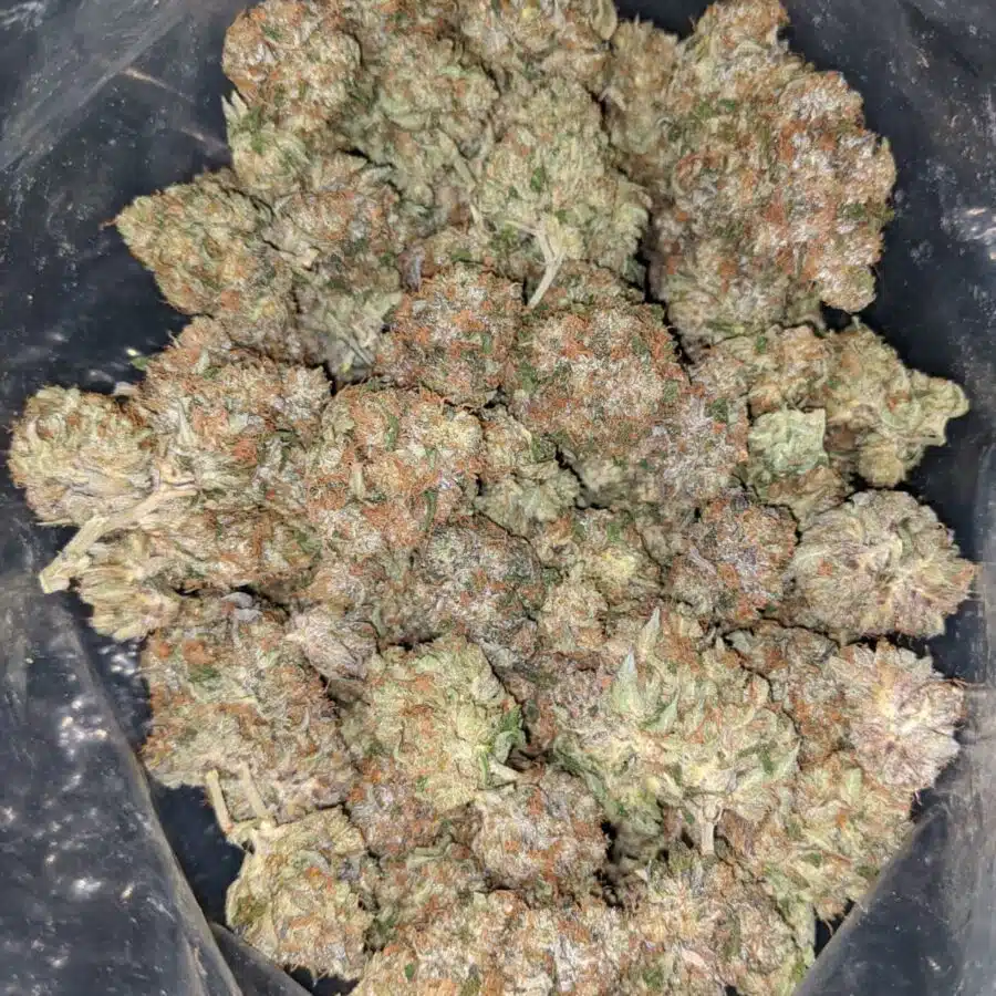 rockstar masterkush 1 I Master Rockstar Kush
