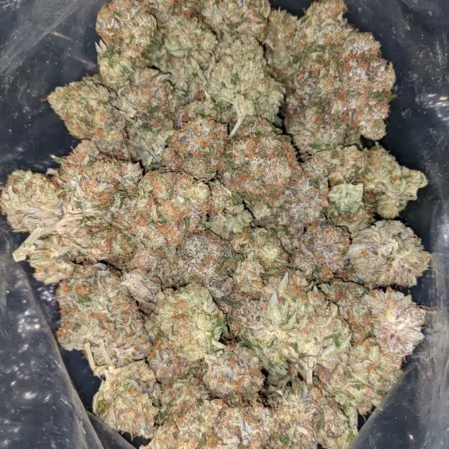 rockstar masterkush 2 I Master Rockstar Kush