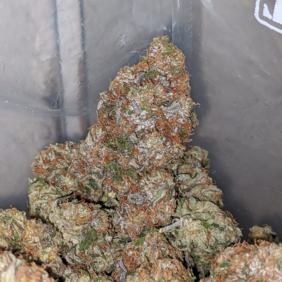 rockstar masterkush 4 I Master Rockstar Kush