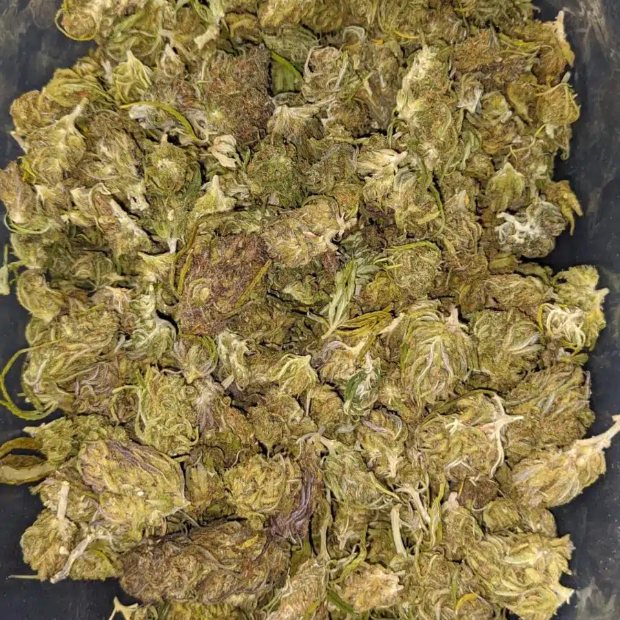 thai haze bulk special 1 I $ 32 Oz - Thai Haze