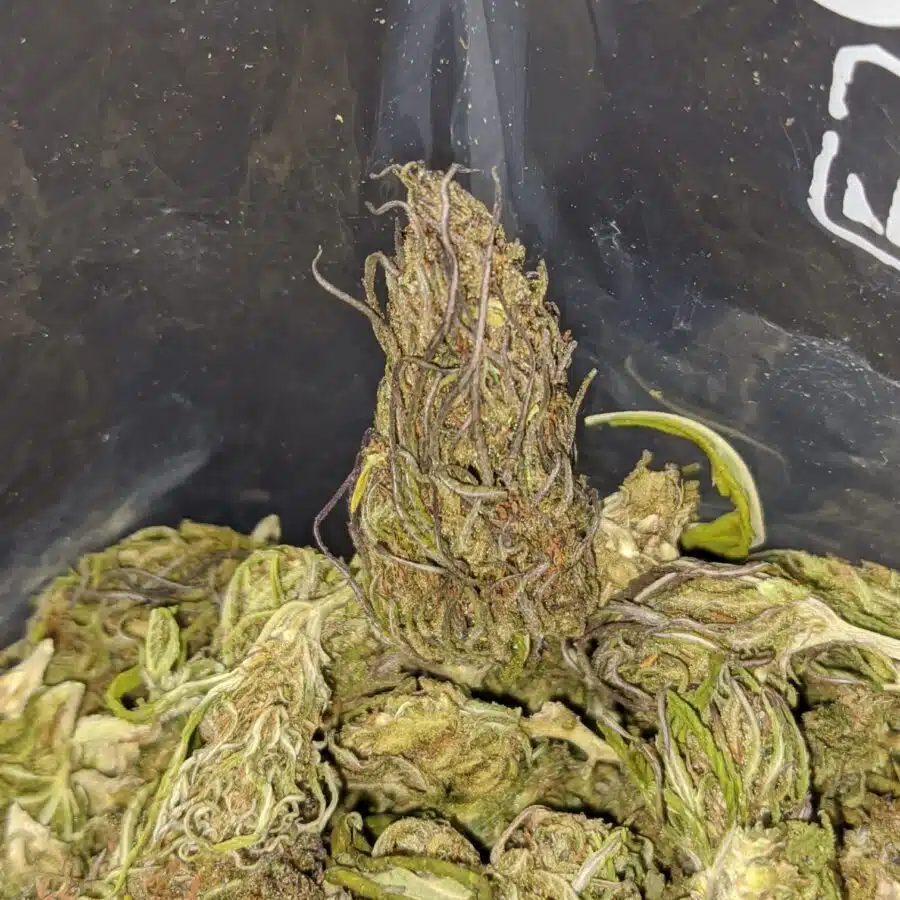 thai haze bulk special 3 I $ 32 Oz - Thai Haze
