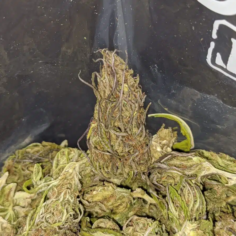 thai haze bulk special 4 I $ 32 Oz - Thai Haze