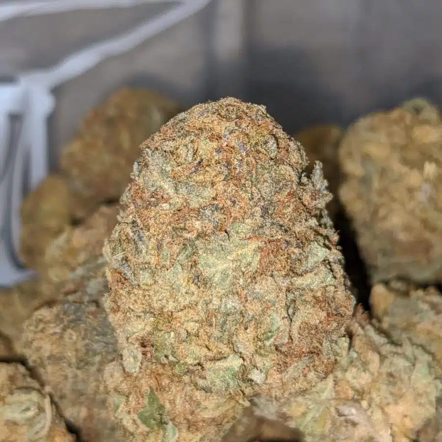 white widow aa 1 I White Widow AA+
