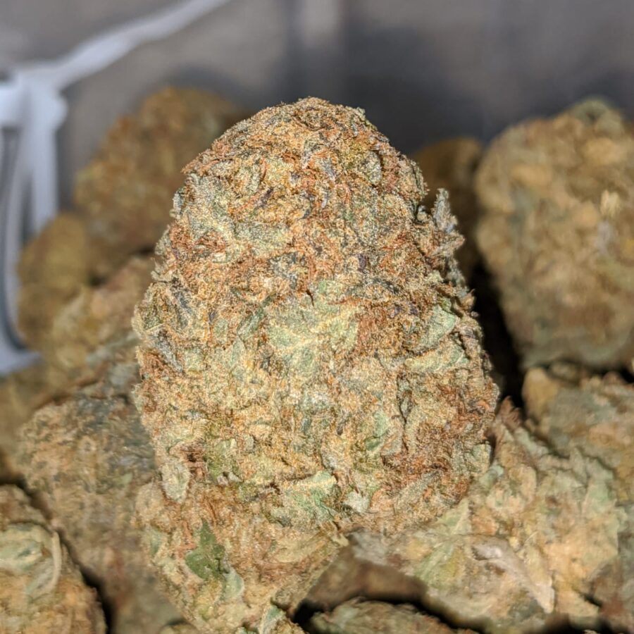 white widow aa 2 I White Widow AA+