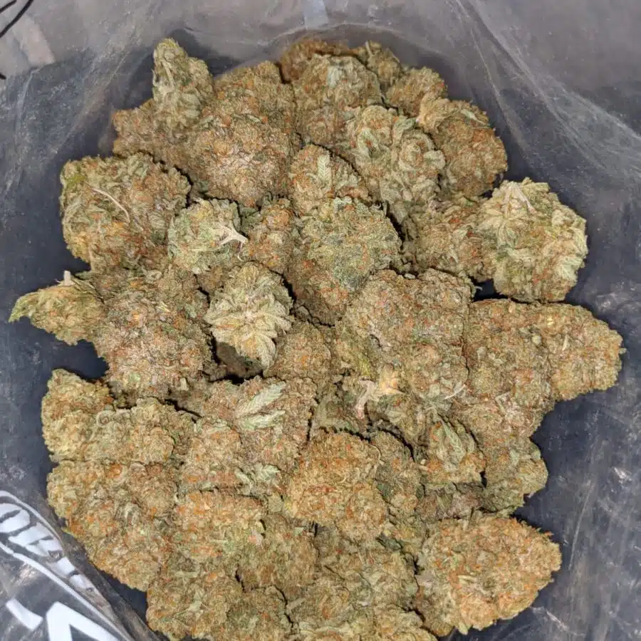 wtf kush aaa 4 I WTF Kush AAA