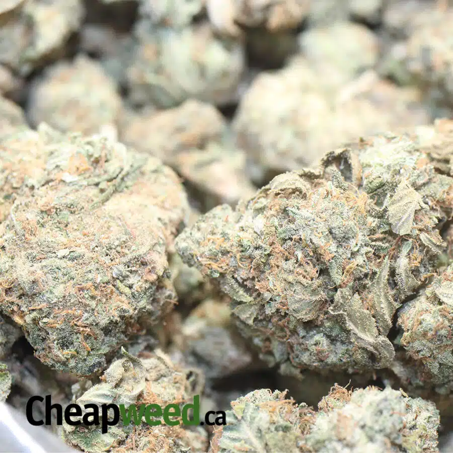 AA GREEN BUBBA BS 1 I AA Green Bubba Bulk Special