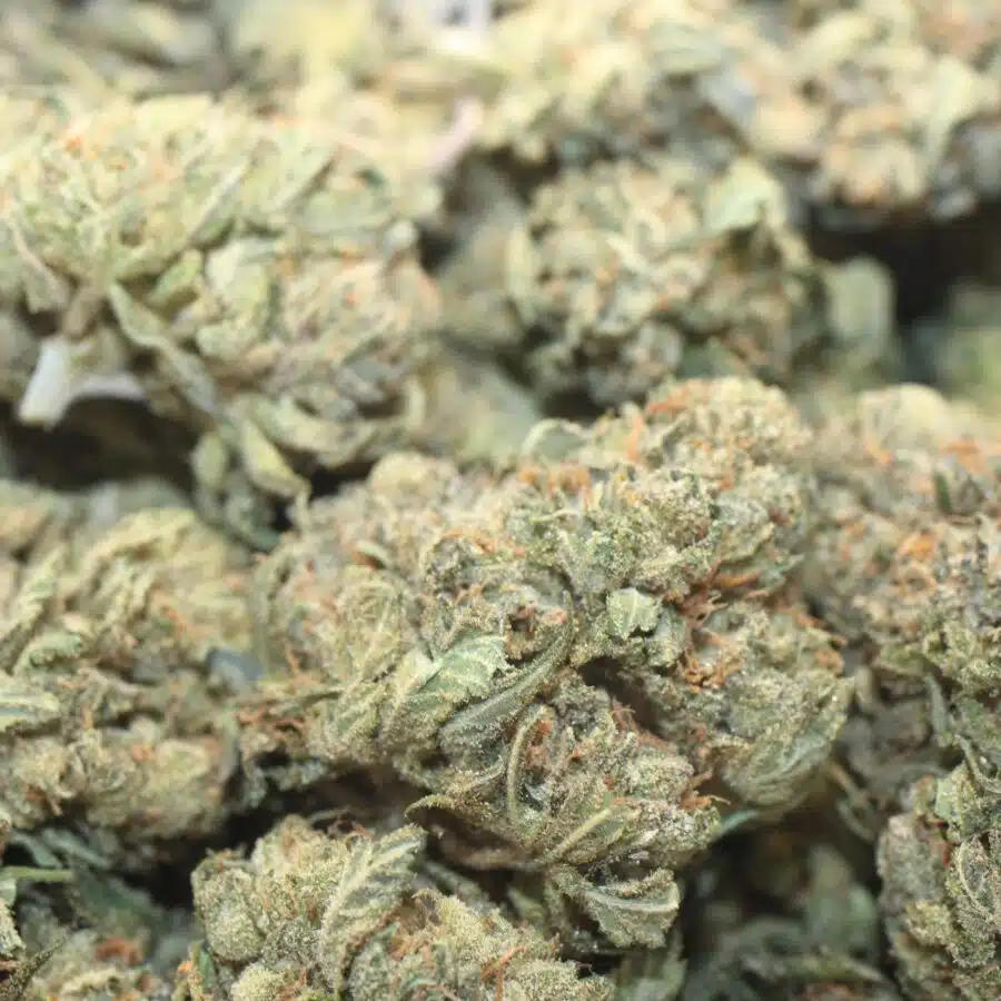 ANIMAL BOMB 1 2 scaled I $79 OZ - Animal Bomb