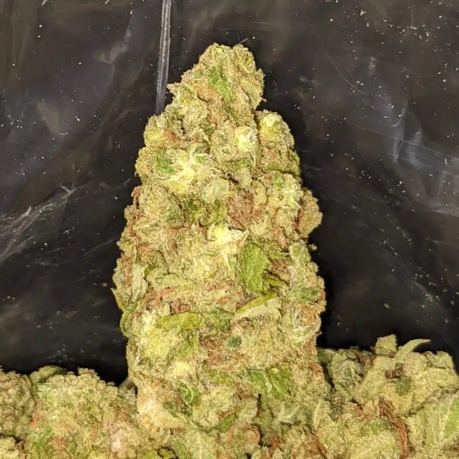 CHEAP INDICA TO LIMONCELLO BULK SPECIAL 1 I Limoncello Bulk Special