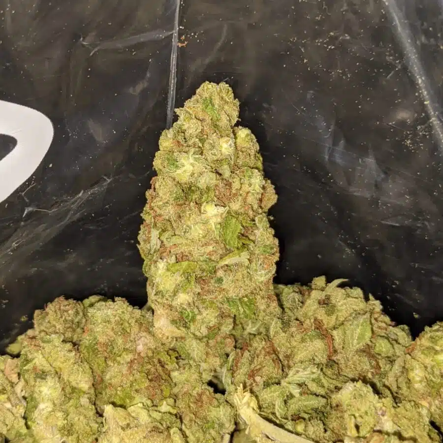 CHEAP INDICA TO LIMONCELLO BULK SPECIAL 4 I Limoncello Bulk Special