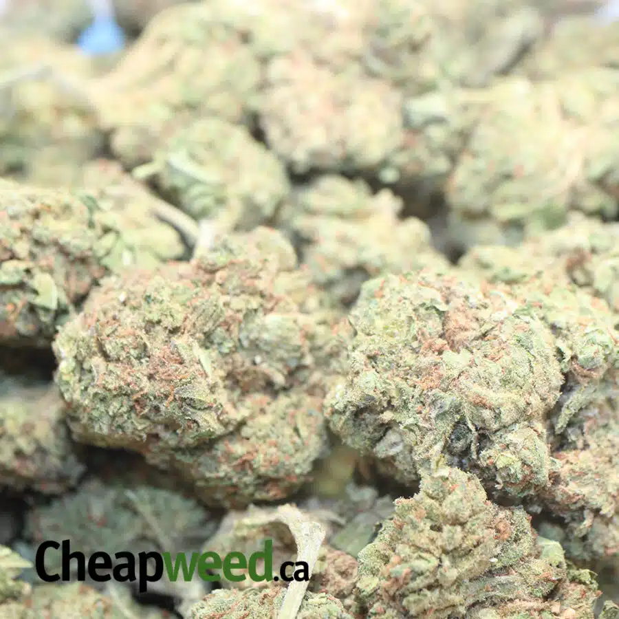 GHOST BUBBA BS 1 I Ghost Bubba Bulk Special