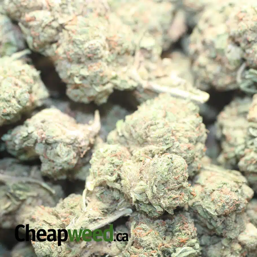 JEDI KUSH BS 2 I Jedi Kush Bulk Special