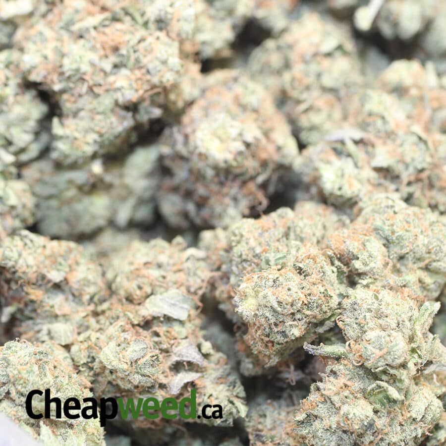 MKULTRA DOD 2 I MK Ultra - *Deal Of The Day*