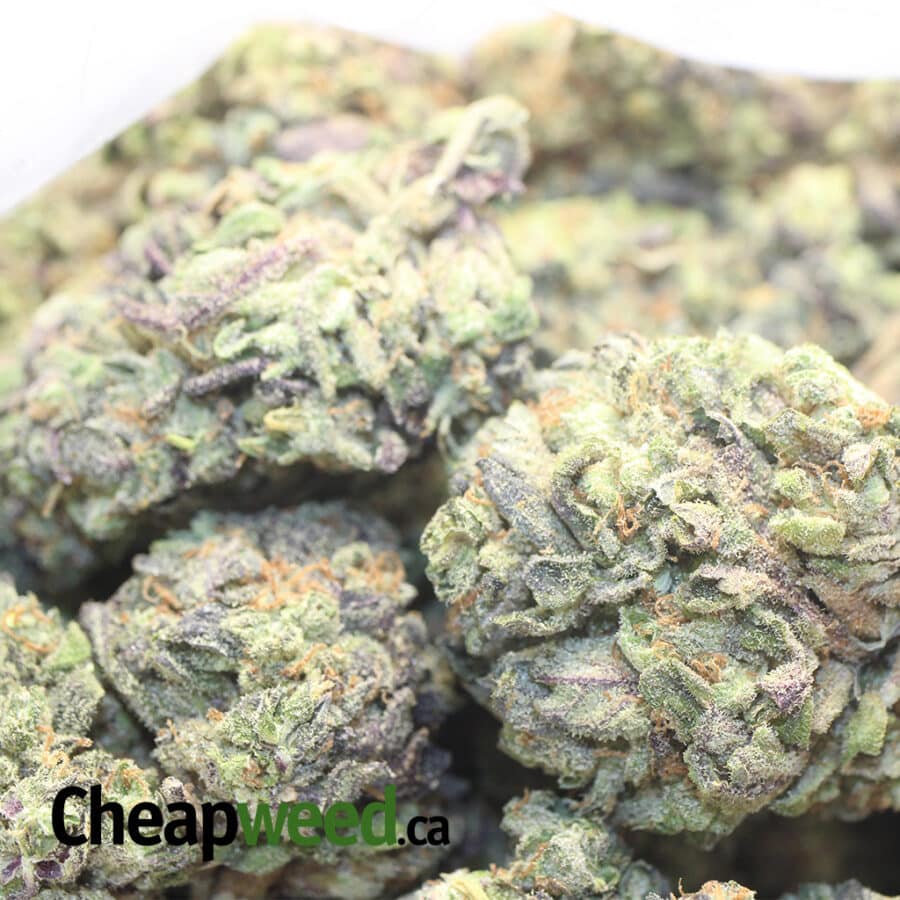 MYSTIC PUNCH DOD 2 I Mystic Punch - *Deal of the Day*