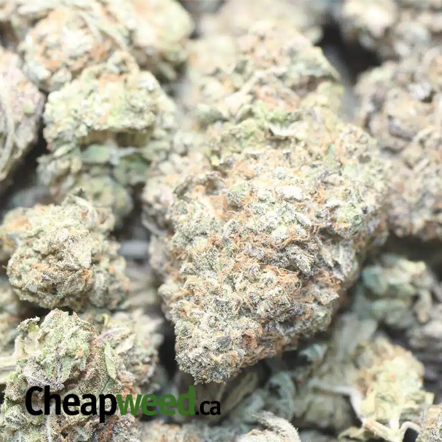 NINJA FRIT DOD 1 I $ 59Oz - Ninja Fruit