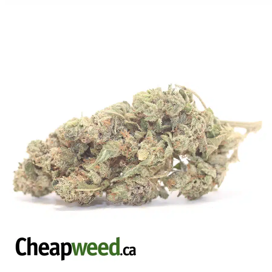Northern Wreck Bulk Special
