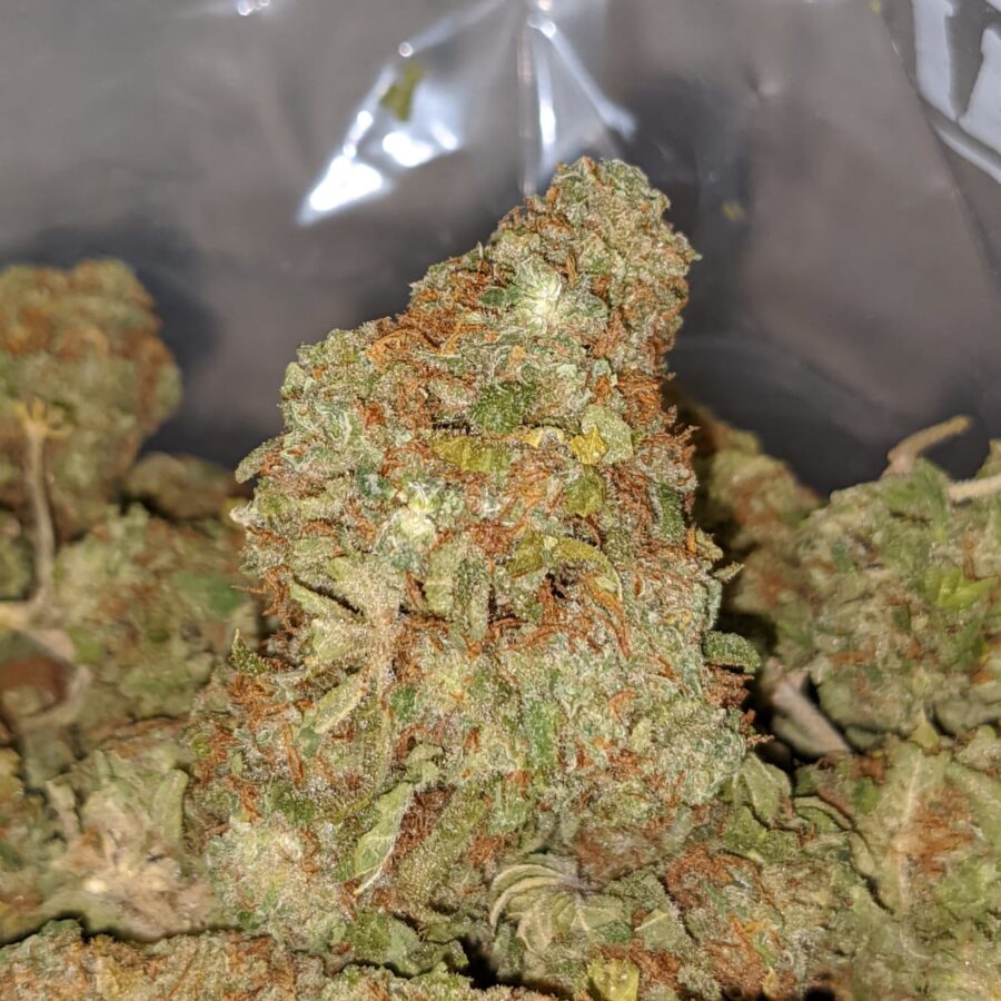 Red Congo Bulk Special - Image 4