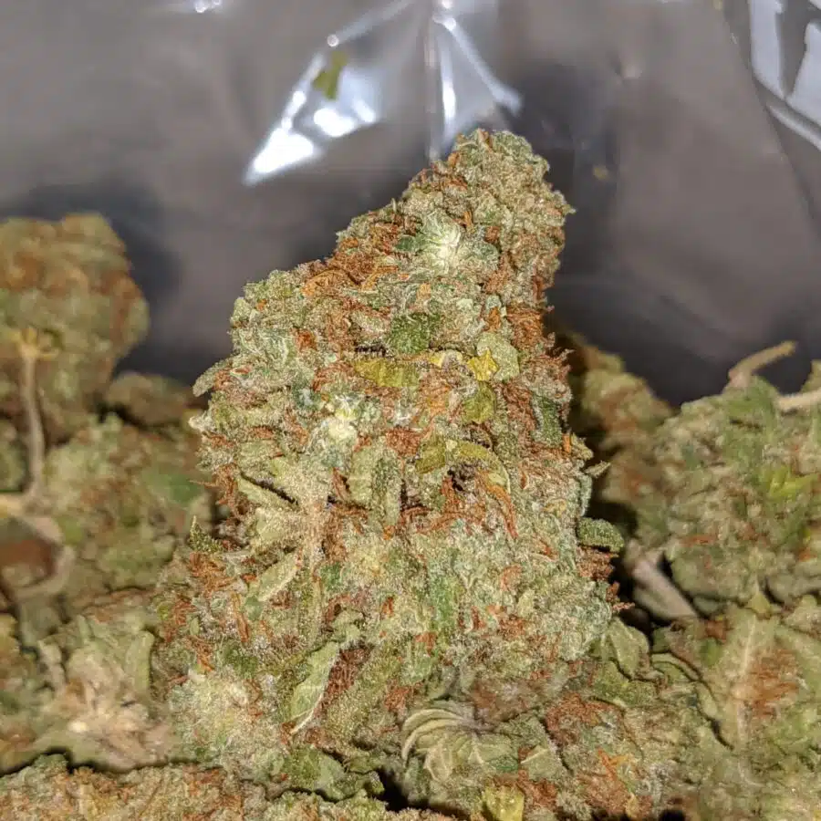 PANDORAS BOX BS 1 I Red Congo Bulk Special