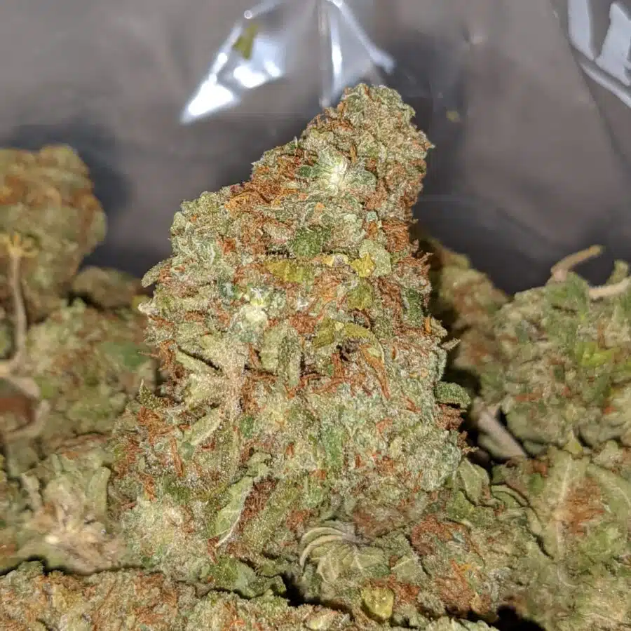 PANDORAS BOX BS 2 I Red Congo Bulk Special