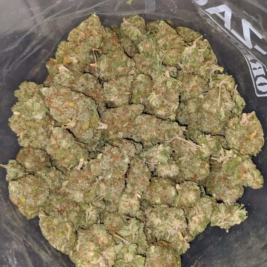 Alternative view of Red Congo Bulk Special