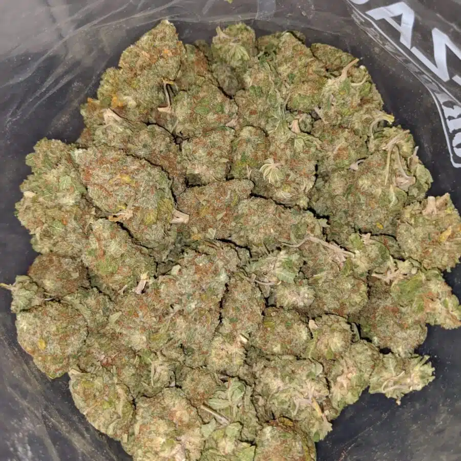 Red Congo Bulk Special