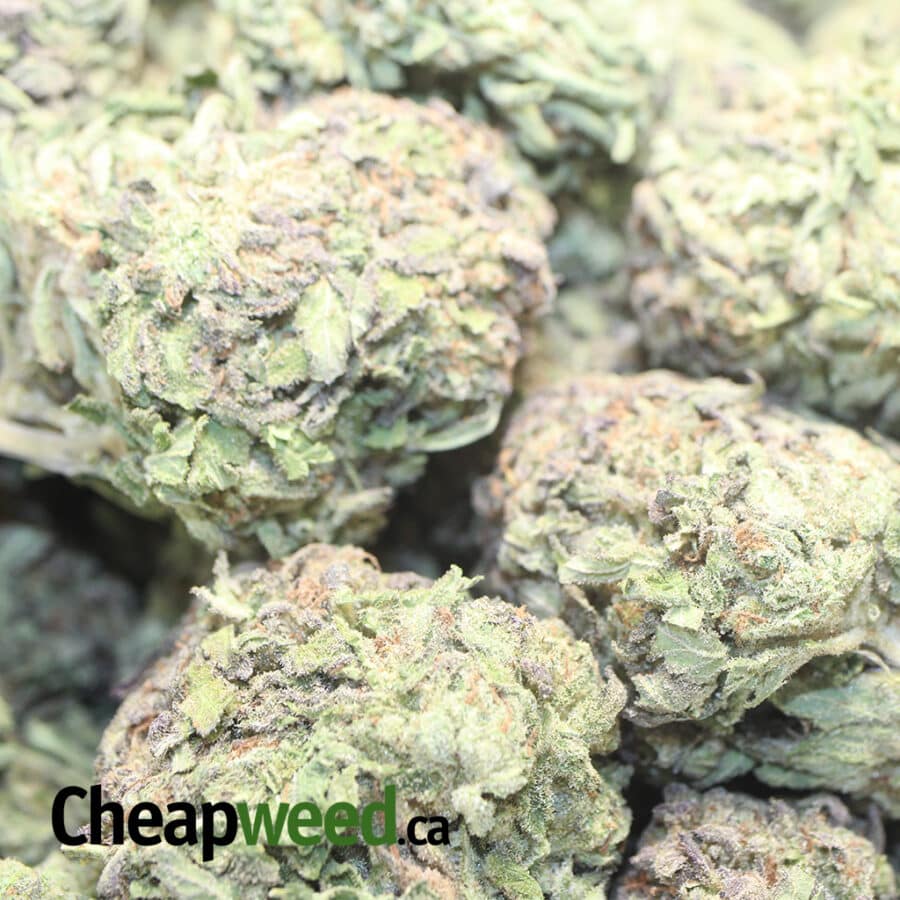 Purple Widow - *Deal Of The Day* - Image 3