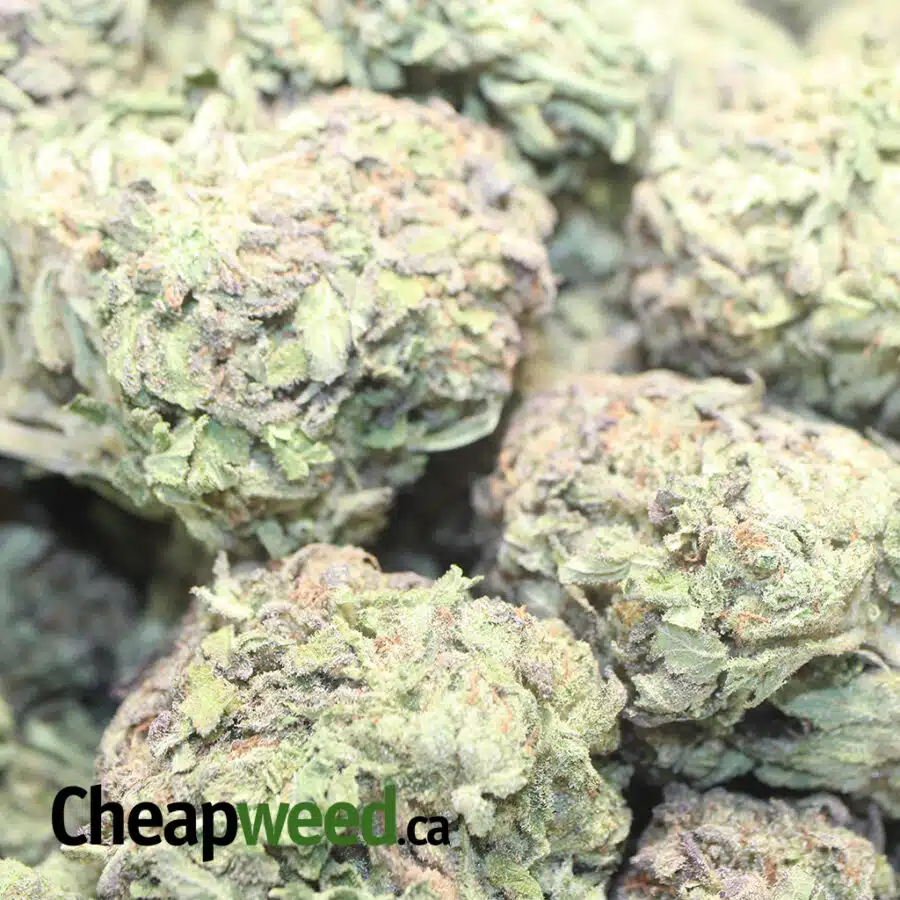 PURPEL WIDOW DOD 2 I Purple Widow - *Deal Of The Day*
