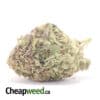 Purple Widow - *Deal Of The Day*