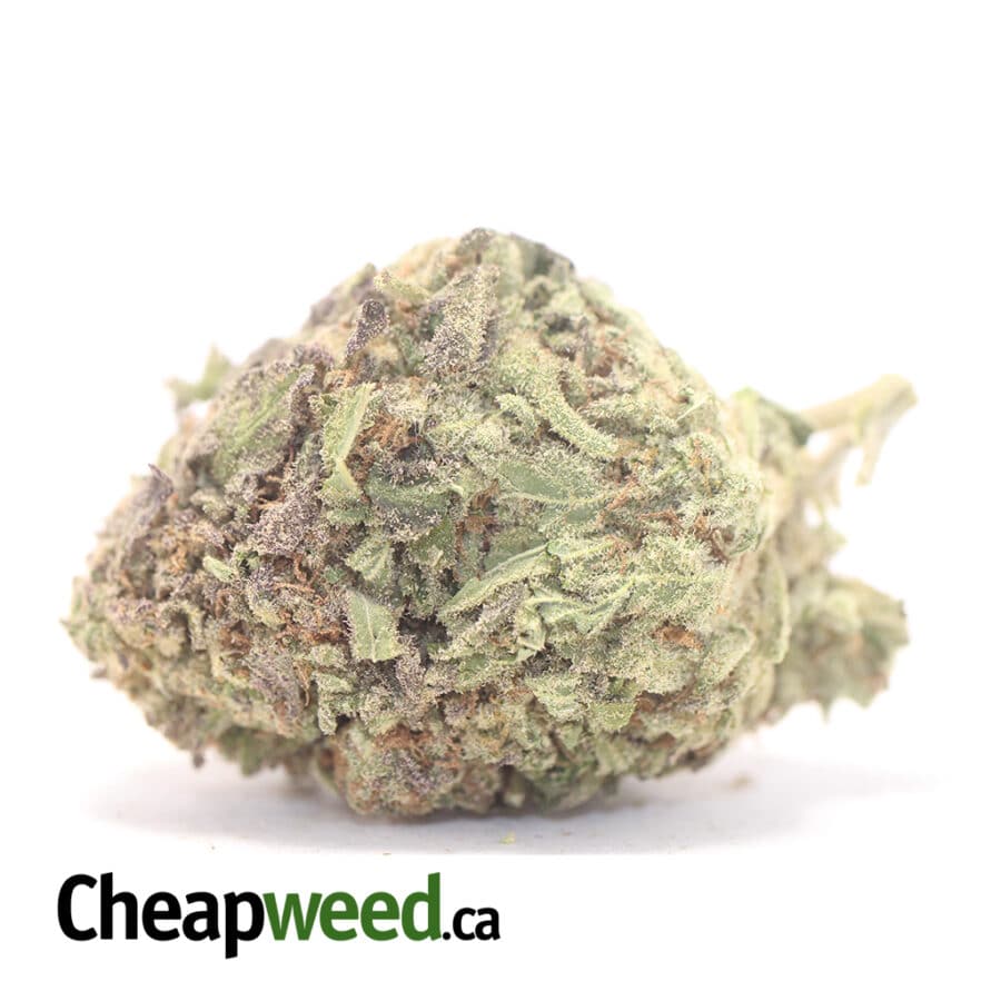 Purple Widow - *Deal Of The Day*
