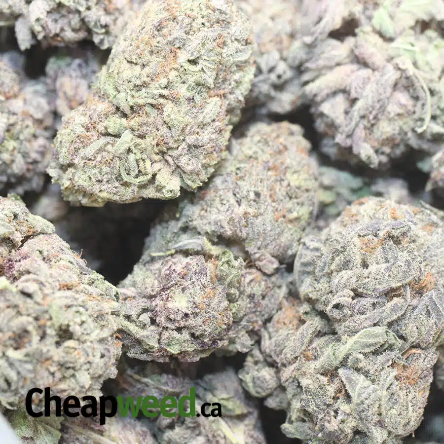 PURPLE ARROW DOD 1 I Purple Arrow - *Deal of the Day*
