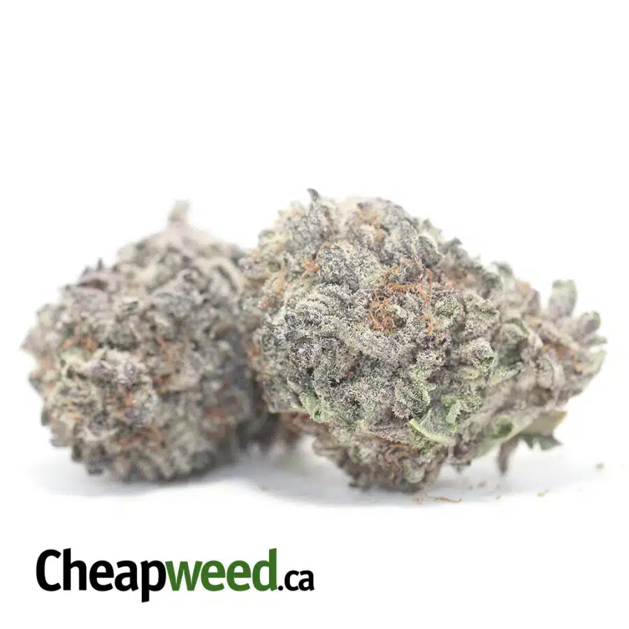 PURPLE ARROW DOD 3 I Purple Arrow - *Deal of the Day*