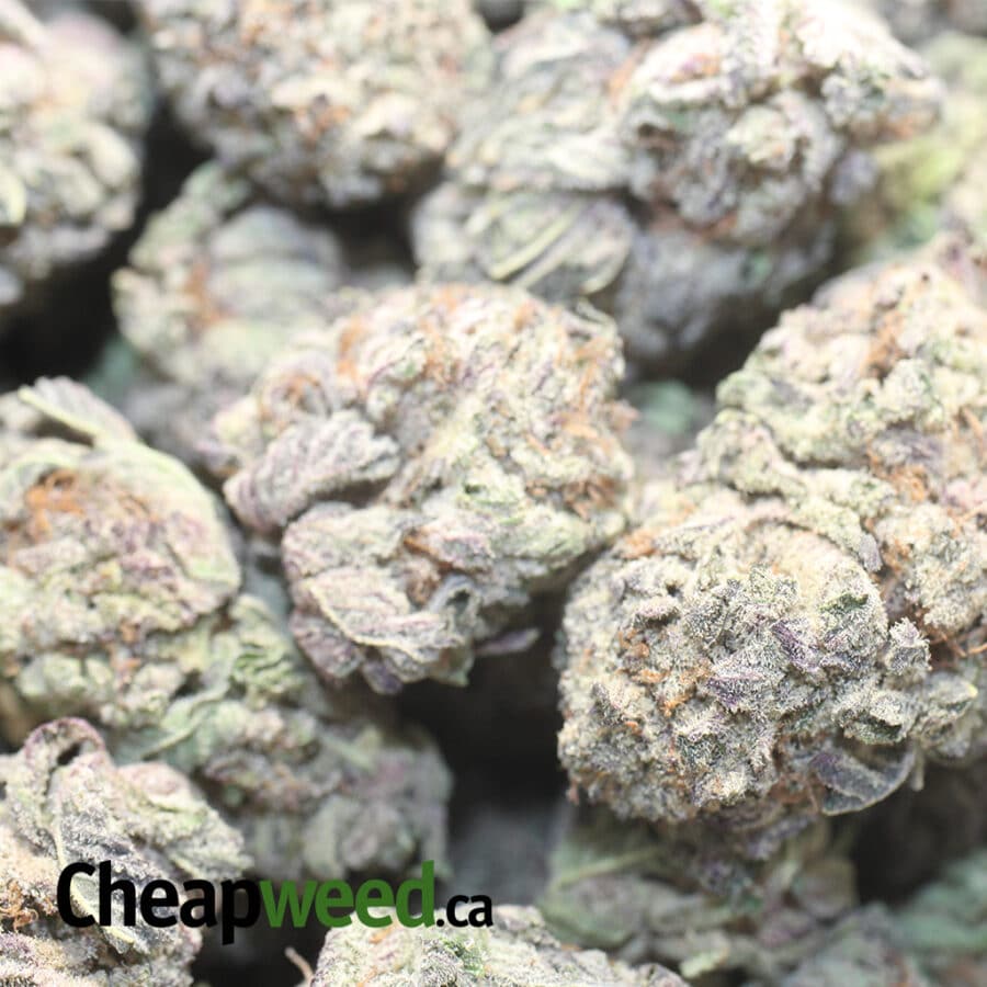 PURPLE DIAMOND 2 I Purple Diamond