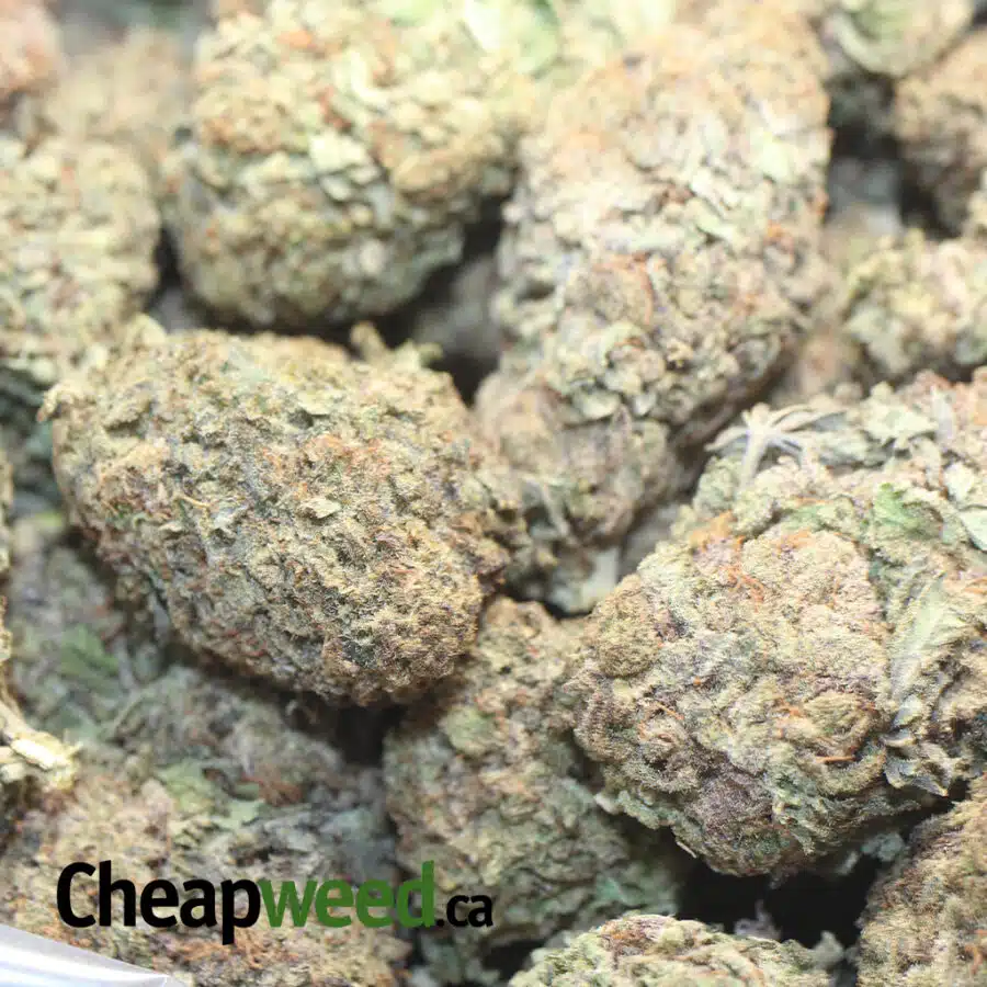 PURPLE HAZE DOD 1 I Purple Haze - *Deal Of The Day*