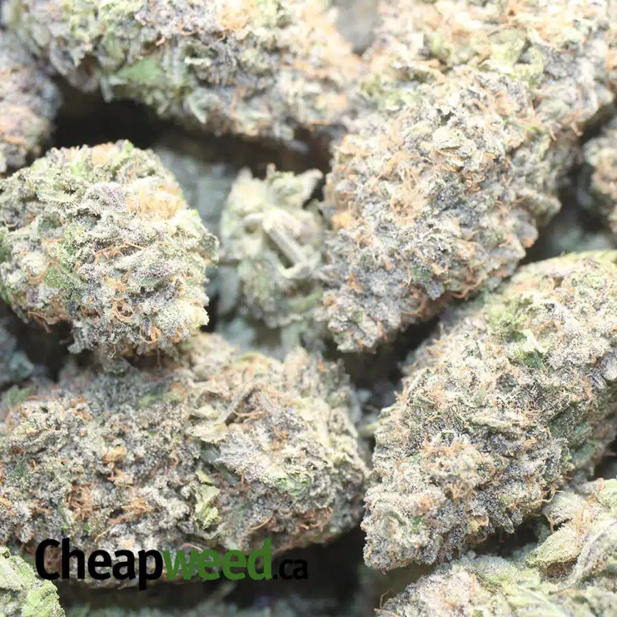 PURPLE MAGIC 1 I Purple Magic Bulk Special