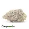 Purple Magic Bulk Special