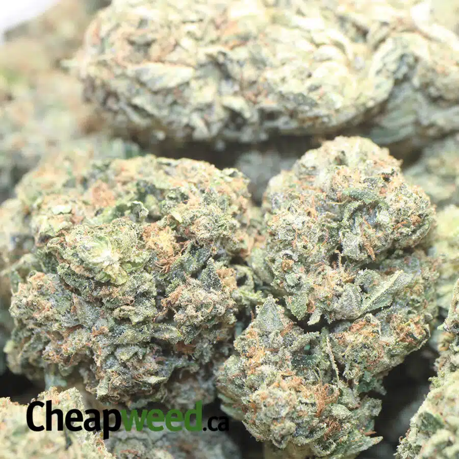 ROCK TUNA DOD 1 I Rock Tuna - *Deal of the Day*