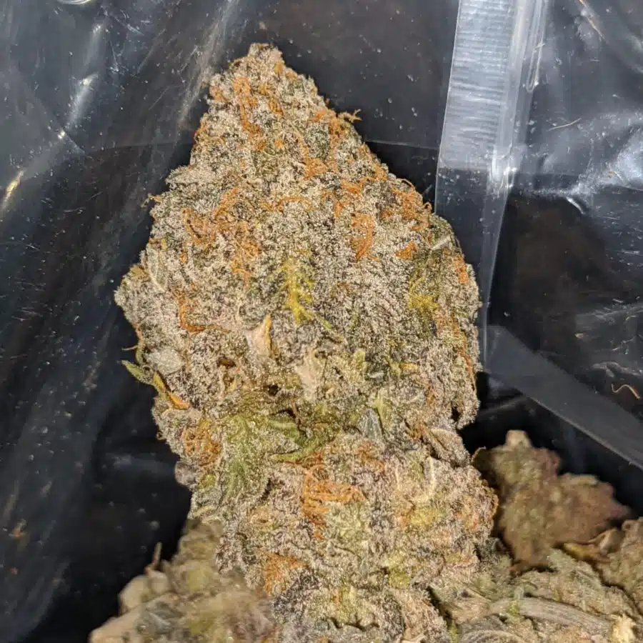 TONYS CHOCOLATE KUSH TO BLUE COMA DEAL OF THE DAY 5 I Blue Coma - *Deal Of The Day*