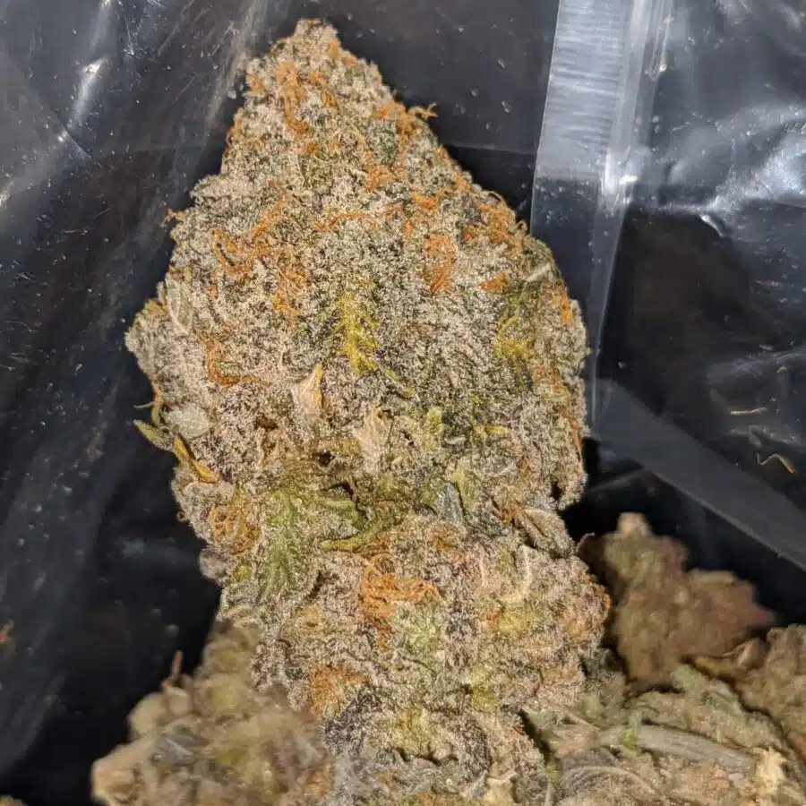 TONYS CHOCOLATE KUSH TO BLUE COMA DEAL OF THE DAY 6 I Blue Coma - *Deal Of The Day*