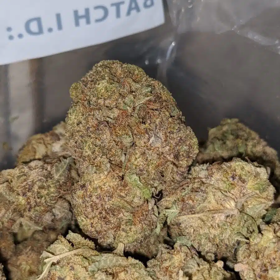 black poison bulk special 1 I Black Poison Bulk Special