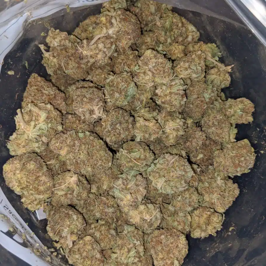 Alternative view of Black Poison Bulk Special