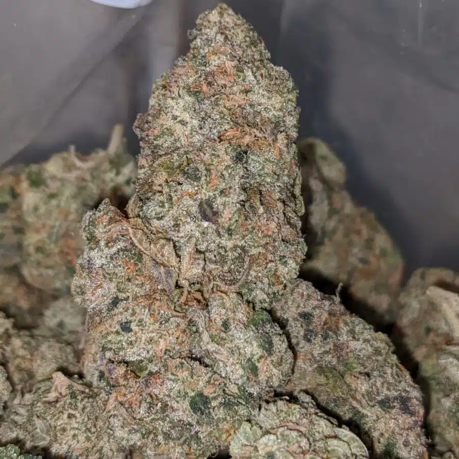 blackberry cream 2 I Blackberry Cream