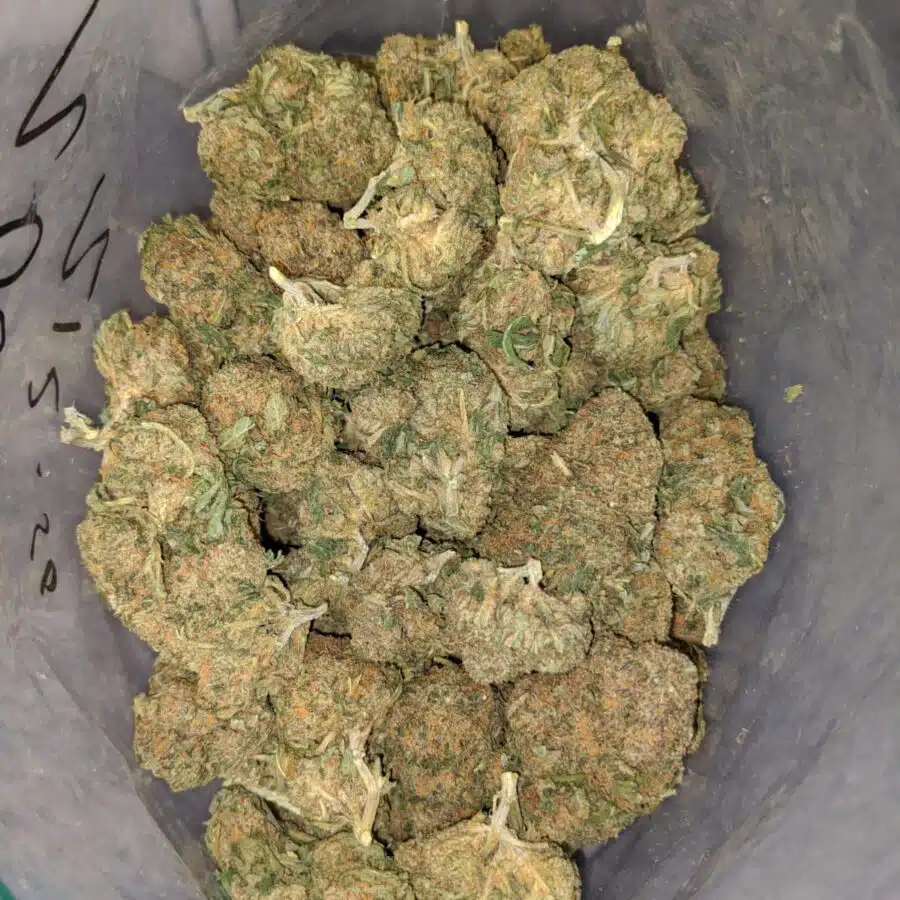 bubba kush bulk special 4 I Bubba Kush Bulk Special
